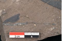 Foto (Detailansicht) von Sapotacites sideroxyloides Ettingshausen (NHMW-GEO-2024-0188-8014)